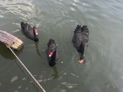 -无锡动物园·太湖欢乐园