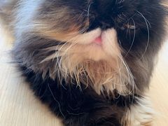 -瞄一喵猫咖(格力海岸店)