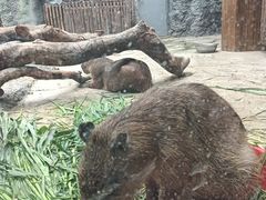 -武汉动物园
