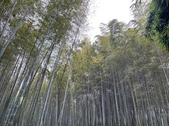 -杭州植物园