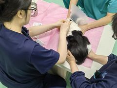 -北京观赏动物医院·24小时大型综合·猫专科·异宠专科