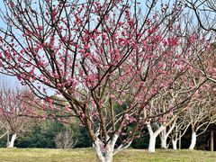 -上海共青森林公园