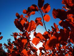 -北京西山国家森林公园