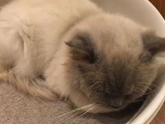 -more than meow吴止猫主题餐厅(承德 中船汇店)