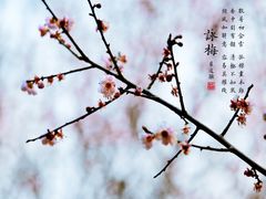 -中山市树木园