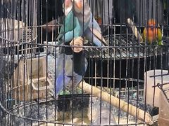 -三圣花乡旅游区