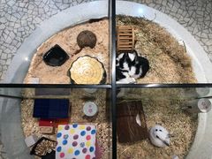 -momokira米努特·德文卷毛猫·棉花面纱犬