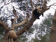 -都江堰中华大熊猫苑