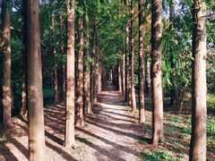 -上海长兴岛郊野公园