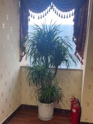 -安院长·产后恢复·徒手骨盆(先天下店)