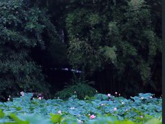 -龙头寺公园