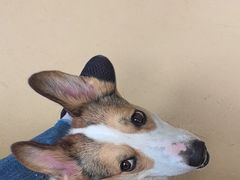 -芭比堂动物医院·犬猫全科·异宠专科(雁塔分院)