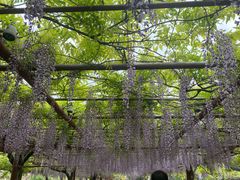 -嘉定紫藤园