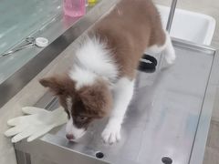 -暖阳宠物医院·犬猫康复中心·骨科