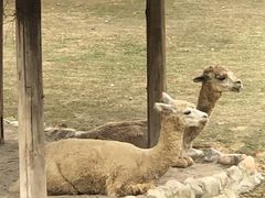 -泉州海丝野生动物世界