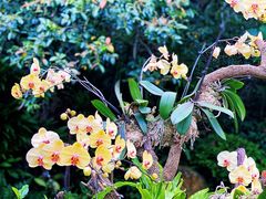 -深圳市中科院仙湖植物园