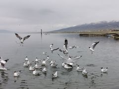 -青海湖国家重点风景名胜区