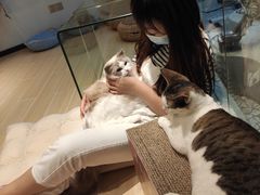 -momokira米努特·德文卷毛猫·棉花面纱犬