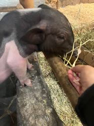 -Zoolung Zoolung动物主题公园(海信广场店)