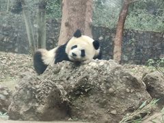 -都江堰中华大熊猫苑