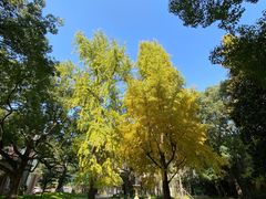 -叶叶菩提·晋福宫