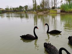 -祥源·阜阳生态乐园