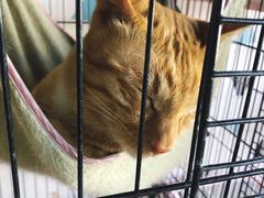 -Cappucimeow猫咪咖啡馆(韦伯时代店)