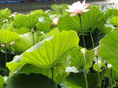 -荔湾湖公园