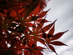 -四明山国家森林公园