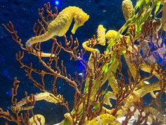 -珠海长隆海洋王国