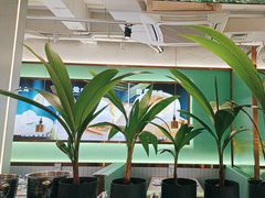 -探窝·竹笙椰子鸡(杨箕店)