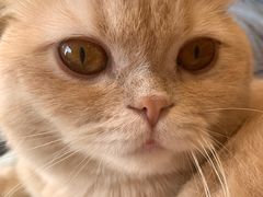 -CAT’S MEWSTAR CAFE·喵星球猫屋(晴湾咖啡店)