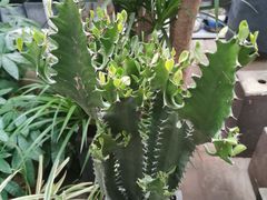 -秦美花卉(天朗·莱茵小城2期店)