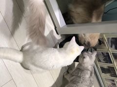 -喵的天空名猫咖啡馆·撸猫·猫舍·用品