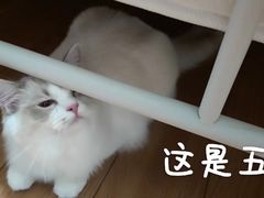 -猫大福·Fortune Cat猫舍(百子湾店)