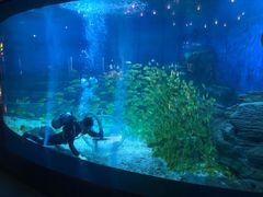 -烟台海昌鲸鲨海洋公园