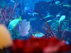 -迪拜帆船酒店海底餐厅