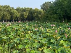 -东郊湿地公园