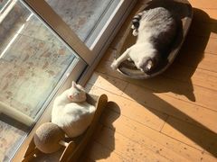 -爱侣宠医·鹦鹉专科·小型哺乳类·异宠专科(灵石路店)