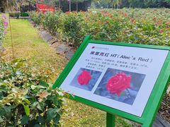 -亚龙湾国际玫瑰谷