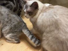 -猫猫幼稚园·撸猫·桌游·电玩