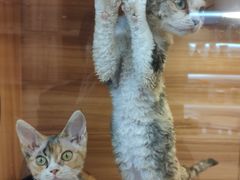 -猫十亿·布偶金渐层·曼基康矮脚猫舍(青年路店)