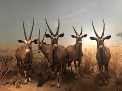 -美国自然历史博物馆