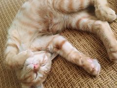 -芭比堂动物医院·犬猫全科·异宠专科(雁塔分院)