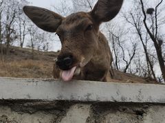 -大连森林动物园