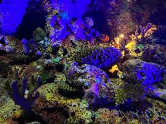 -上海海洋水族馆