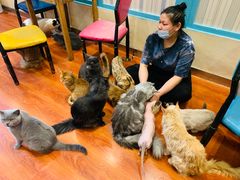 -猫小院猫主题咖啡厅(北锣店)