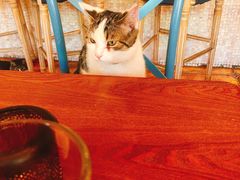 -Sirena海妖日咖夜酒