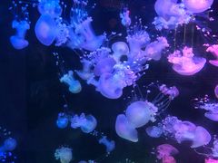 -梦幻海洋王国(吾悦广场张家港店)