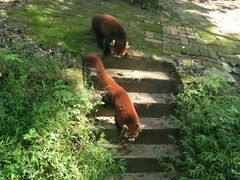 -成都大熊猫繁育研究基地